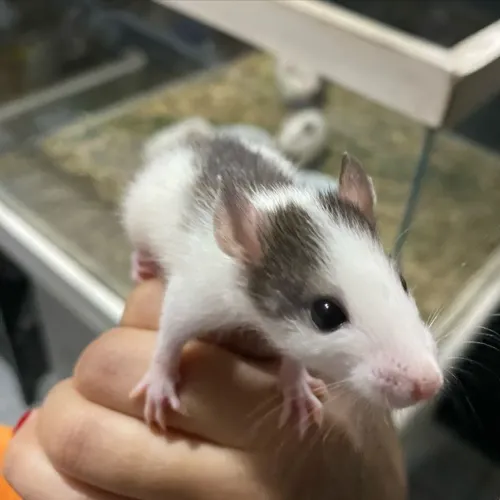 Ratos Twister dócil