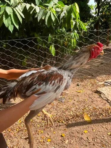 Frango Carioca