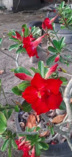 Rosa do deserto