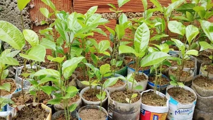 Muda Maracujá Azedo 1,40 unidade Atacado Produção Orgânica