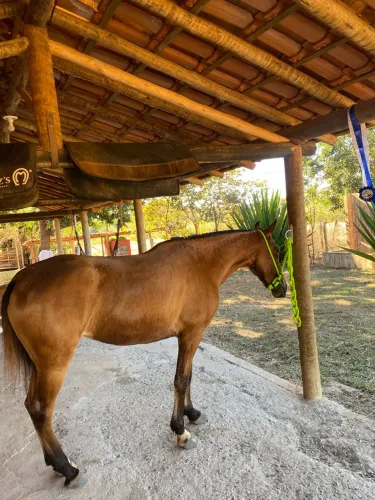 Potra mangalarga marchador