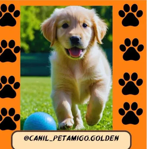 Golden Retriever Americano Nova ninhada