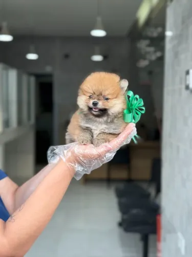 Spitz Alemão Anão - Pronto para entrega