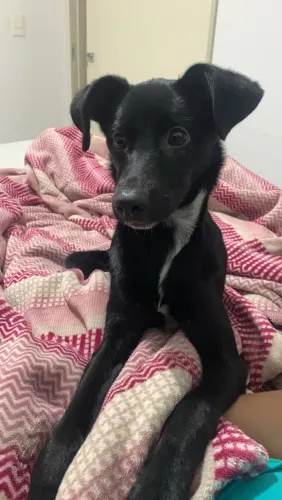 doação cachorra filhote porte médio/grande