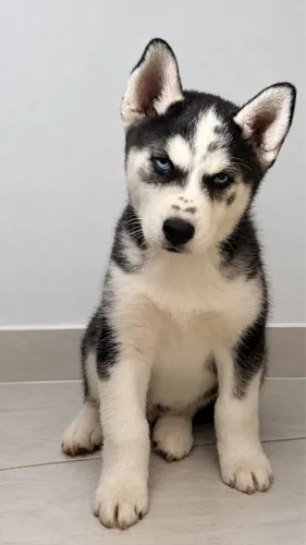 Husky siberiano