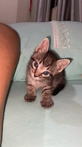 Doação de gatinho rajado 
