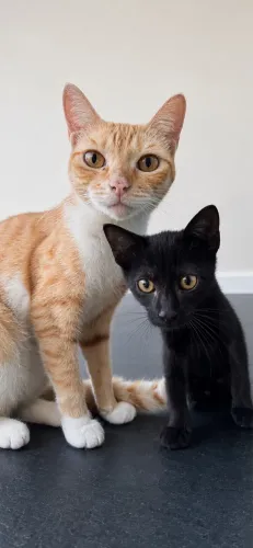 Gatas para adoção responsável 