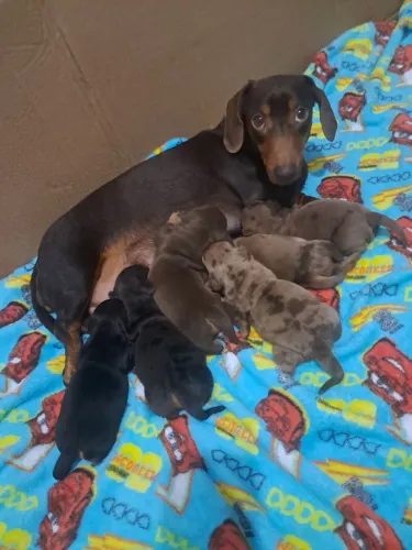 Filhotes de dachshund 