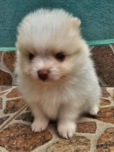 Filhotes de Spitz Alemão Anão - Lulu da Pomerânia