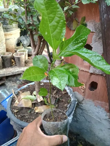 Maracujá