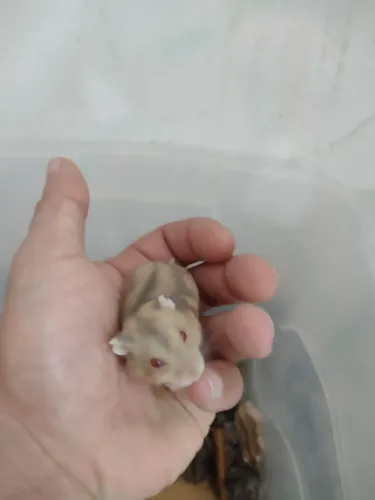 Hamster anão russo várias cores 