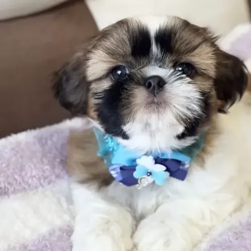 Shih Tzu/ Shitzu cachorro dócil e companheiro filhotes com pedigree macho e fêmea