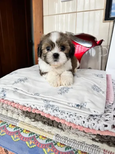 Lindos filhotes de shih tzu mini