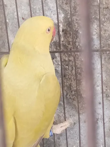 Gaiola