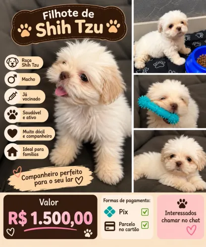 ? SHIH-TZU MACHO À VENDA