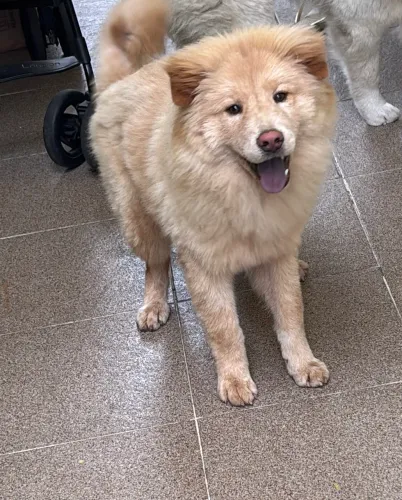 chow chow filhote