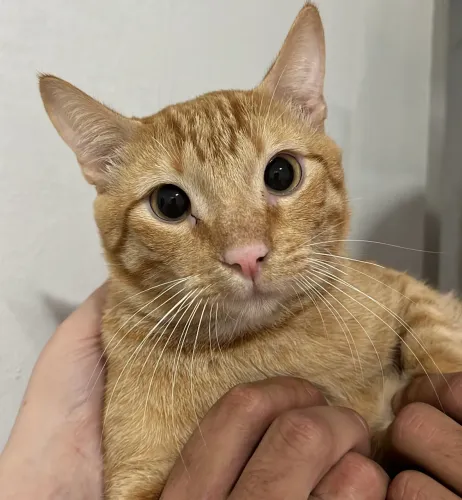 ? DOAÇÃO ?  Resgatei um gatinho e estou procurando um lar cheio de amor para ele ?