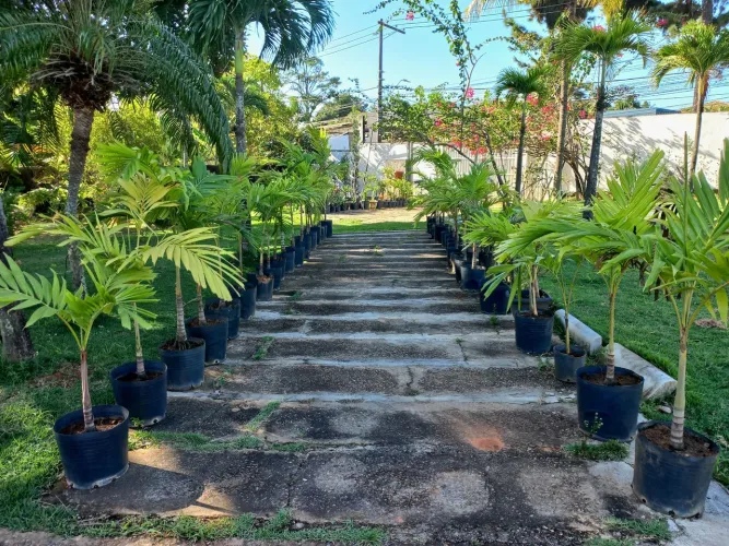 PLANTAS