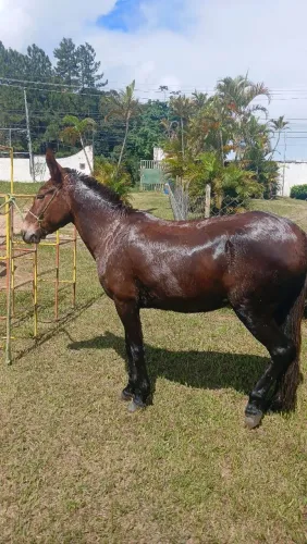 Mula marcha batida a venda