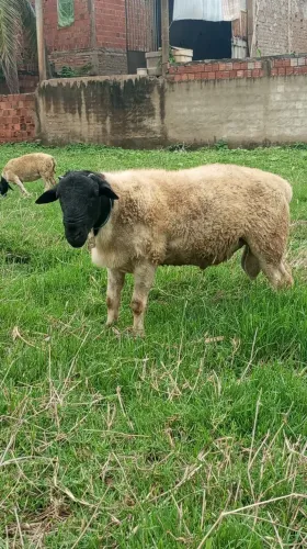 Lote de animais Dorper 