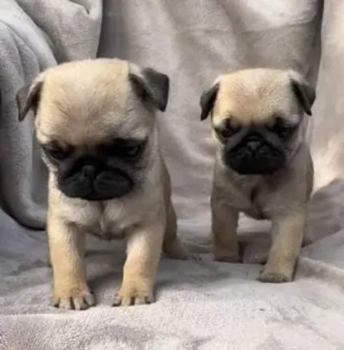 Pug Filhotes Amiguinhos Perfeitos.