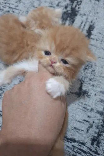 Filhote persa  laranjinha