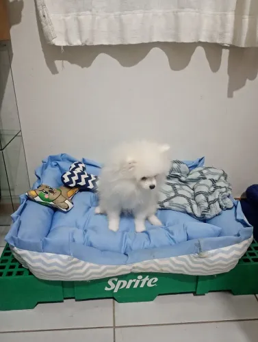 Spitz alemão anão 