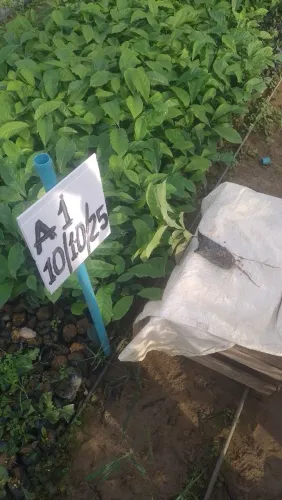 Vendo mudas de café pimenta do reino cacau maracujá