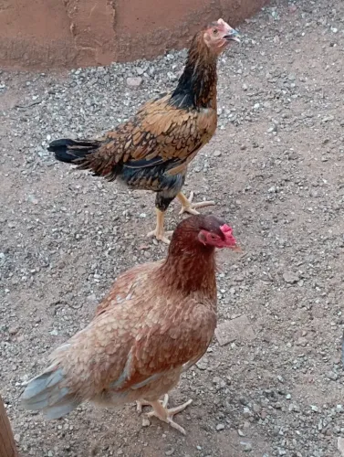 Galinha / frangos caipira legítimo (ovos coloridos)