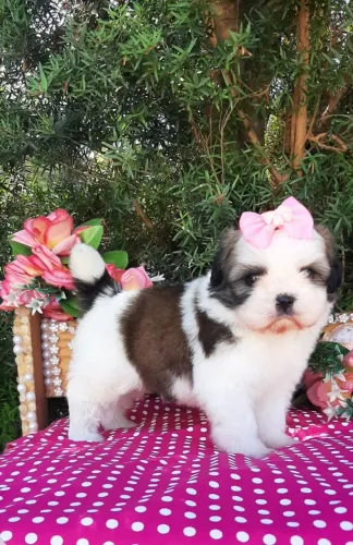 BABY SHIH-TZU já sendo educada a fazer xixi no tapetinho entrego vacinada e higienizadinha
