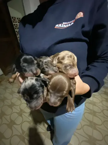 Lindos filhotes puros Duchshund , salcicha , linguiça , Cofap