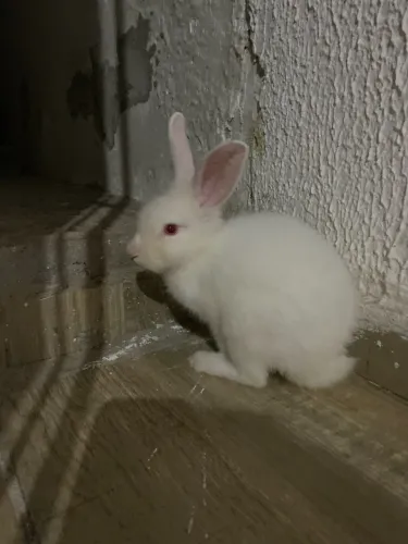 Coelho filhote muito fofo