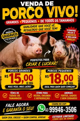 Vende porco caipira