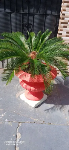 PLANTA - PALMEIRA CICA