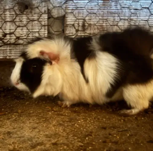 Porquinho da índia 