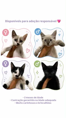ADOÇÃO | GATOS