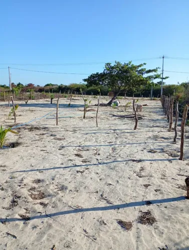 Terreno em Icaraí de amontada próx a lagoa de flexeiras e praia de icaraizinho amontada.
