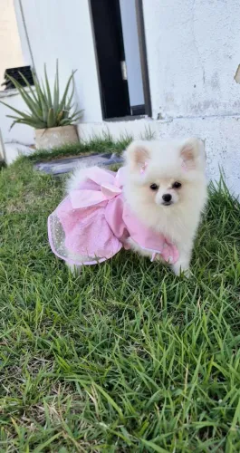 Mega promoção Lulu da Pomerânia anão fêmea