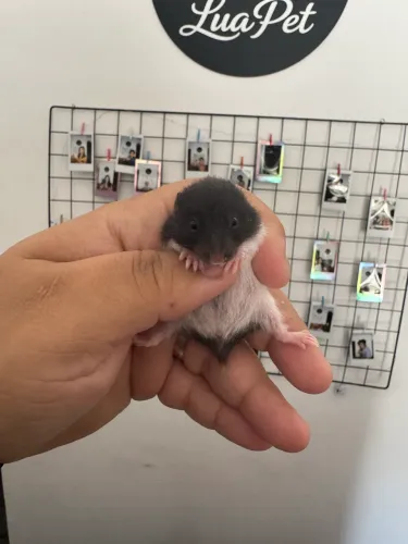 Hamster sírio (machos e fêmeas)