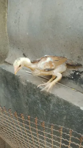 Franguinhas mura