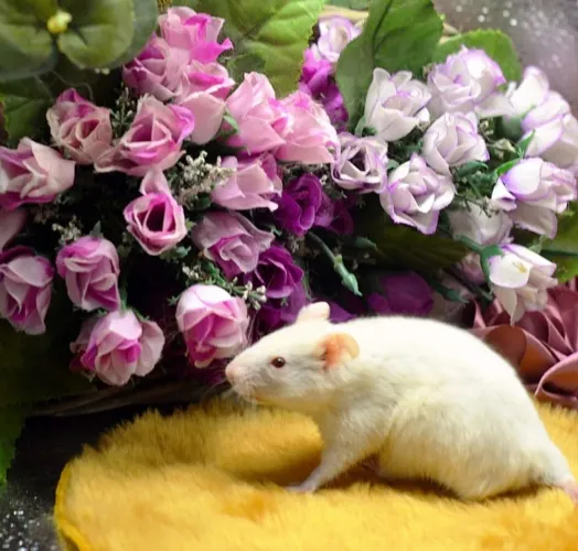 Filhotes de hamster na promoção sírio e anão 
