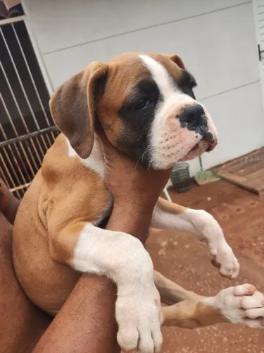 Filhote cachorro boxer