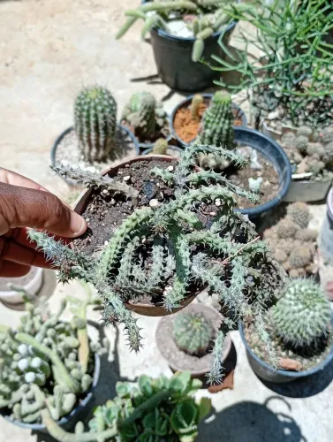 Planta Suculenta, bem desenvolvida...