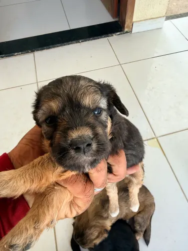 Vendo cachorros poodle com maltês