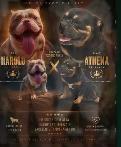 Vendo filhotes de american bully