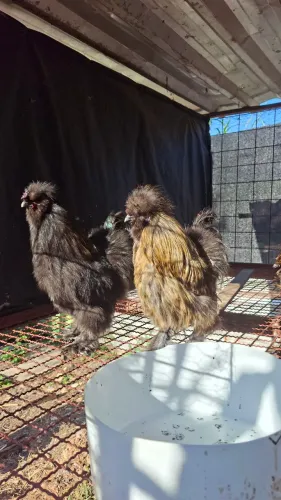 Galos da raça sedosa