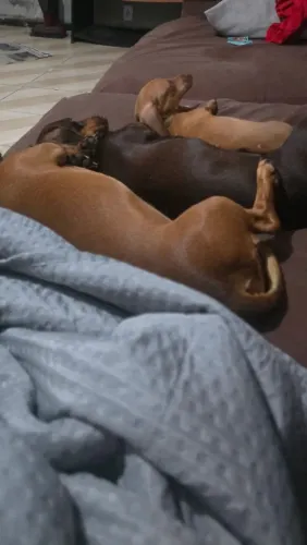 Vendo daschund 