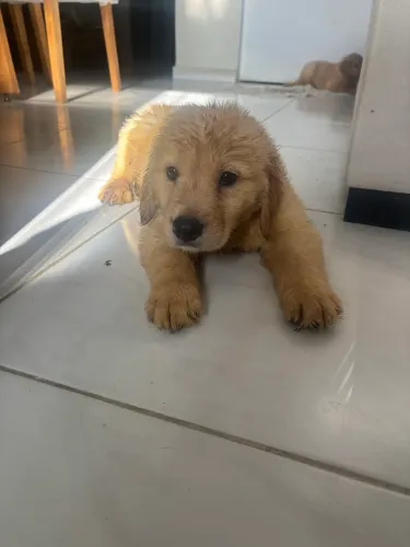 FILHOTE GOLDEN RETRIEVER