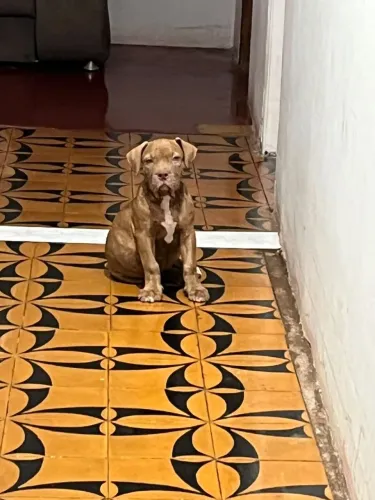 Cachorro PitMonster