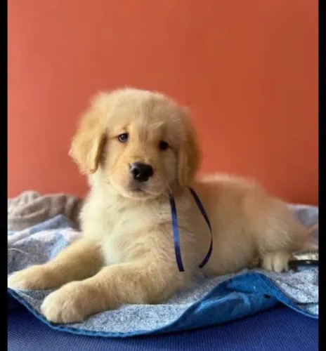 Filhote Golden